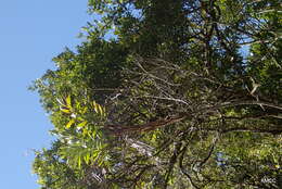 Image of Dypsis scandens J. Dransf.