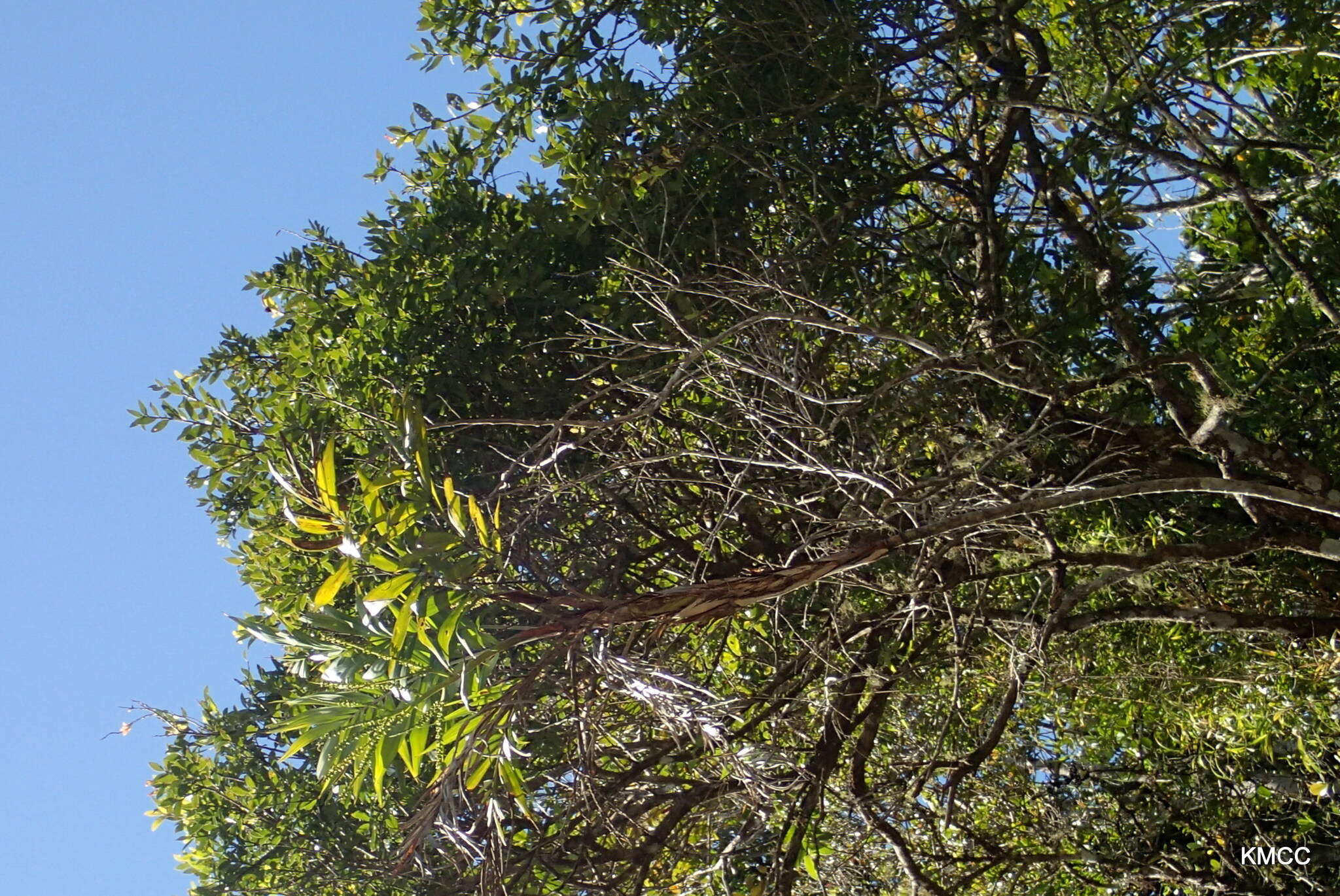 Image of Dypsis scandens J. Dransf.