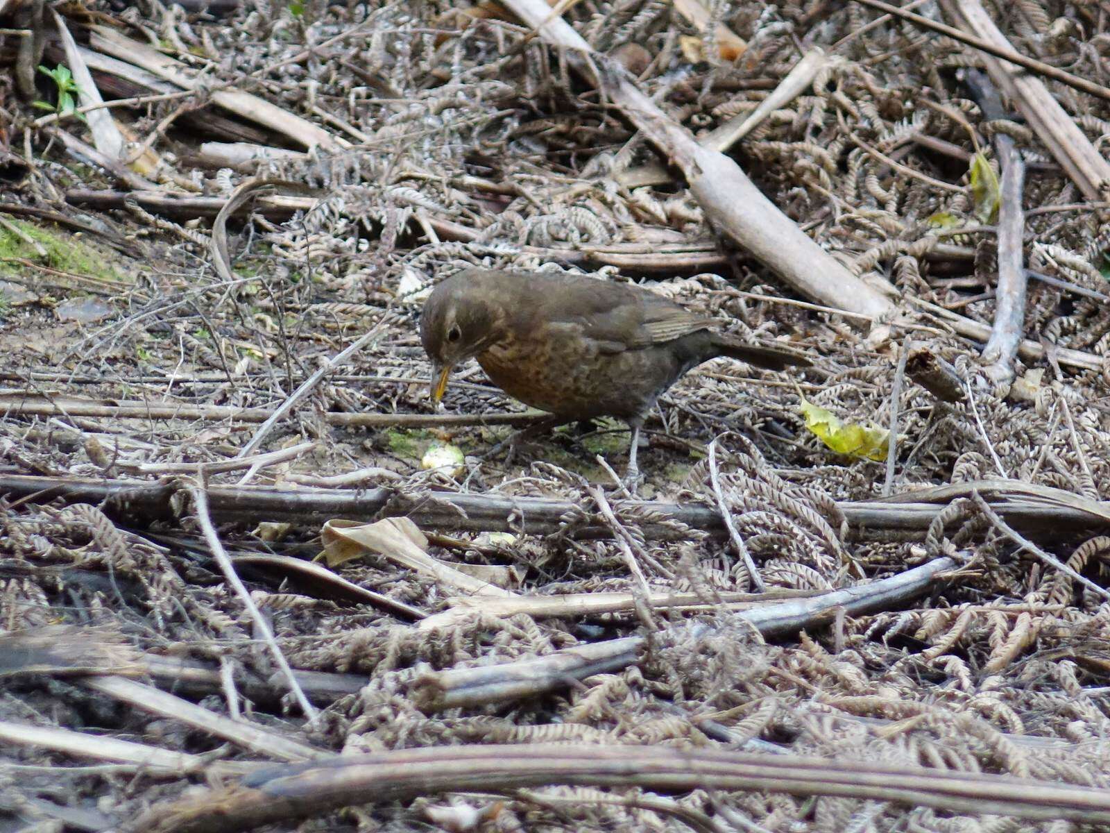 Turdus merula merula Linnaeus 1758 resmi