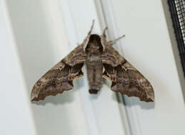 Image of One-eyed Sphinx, Eyed Hawk-moth