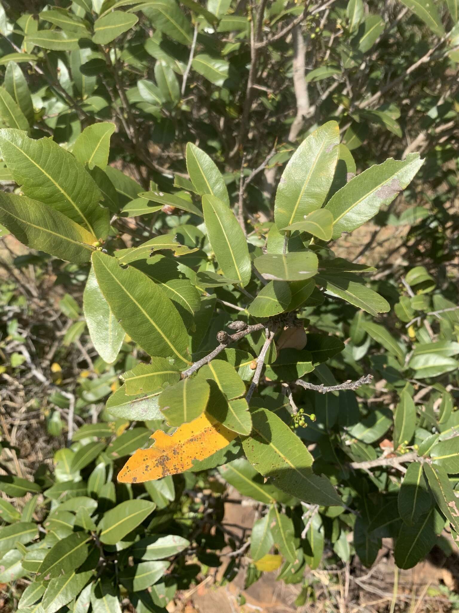 Image of Ochna natalitia (Meissn.) Walp.