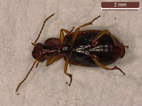 صورة Dicheirotrichus (Trichocellus) placidus (Gyllenhal 1827)