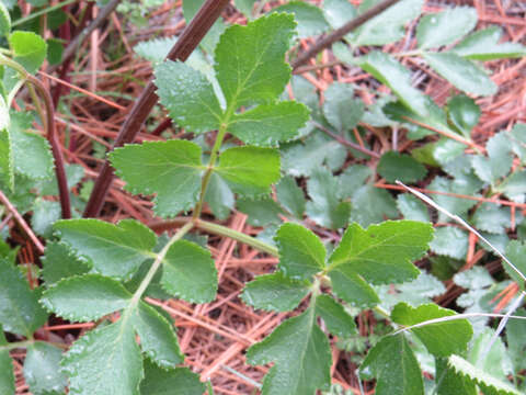 Image of Hartweg's umbrellawort