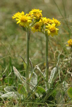 Image of Tephroseris integrifolia subsp. maritima (Syme) B. Nord.