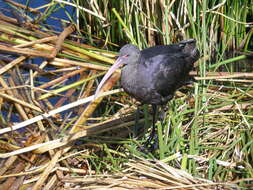 Image de Ibis de Ridgway