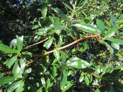 Image of Climbing butterspoon