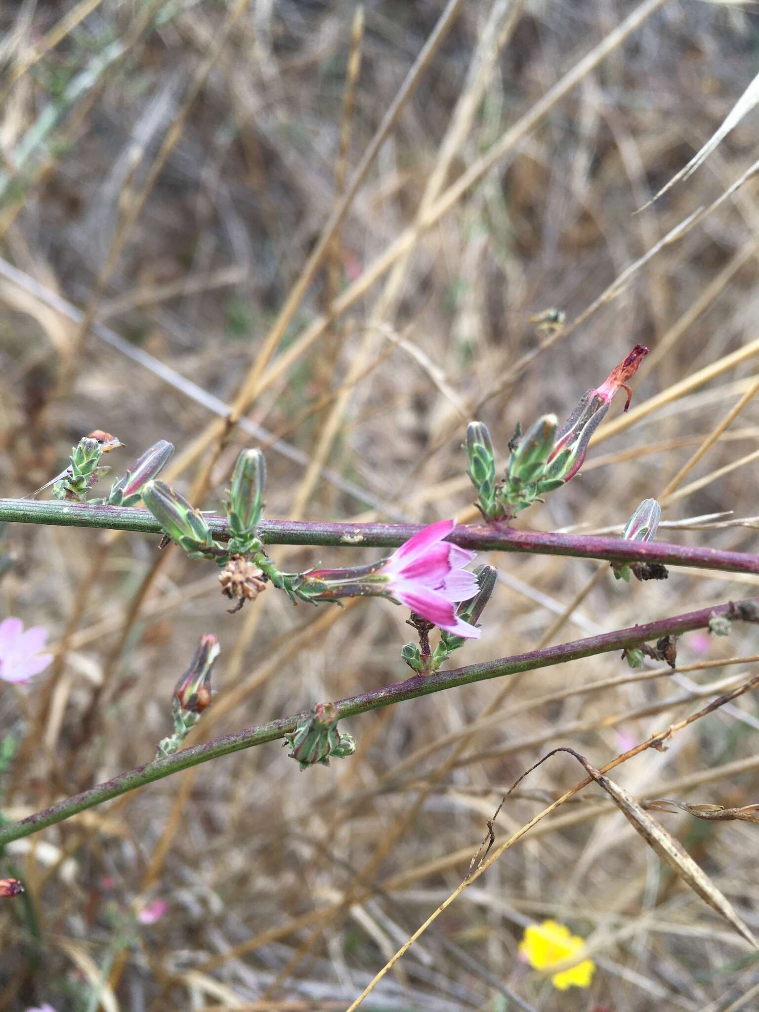 صورة Stephanomeria virgata subsp. virgata