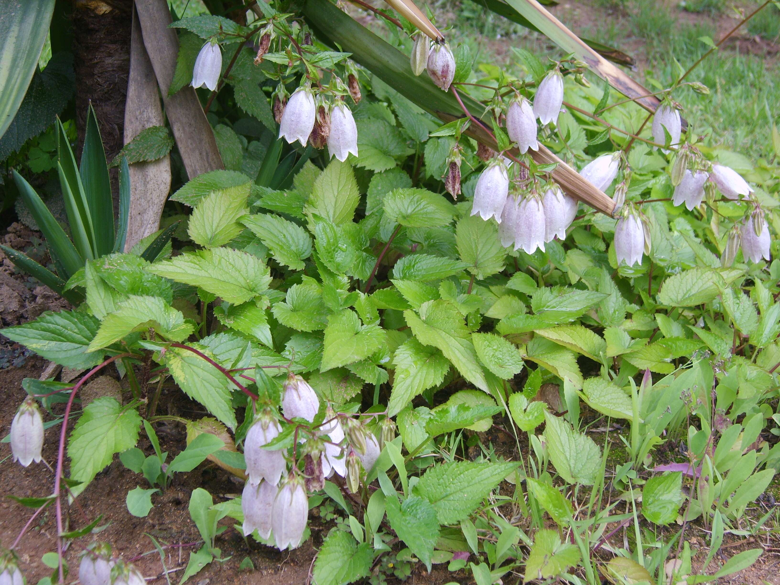 Image of Campanula punctata var. punctata