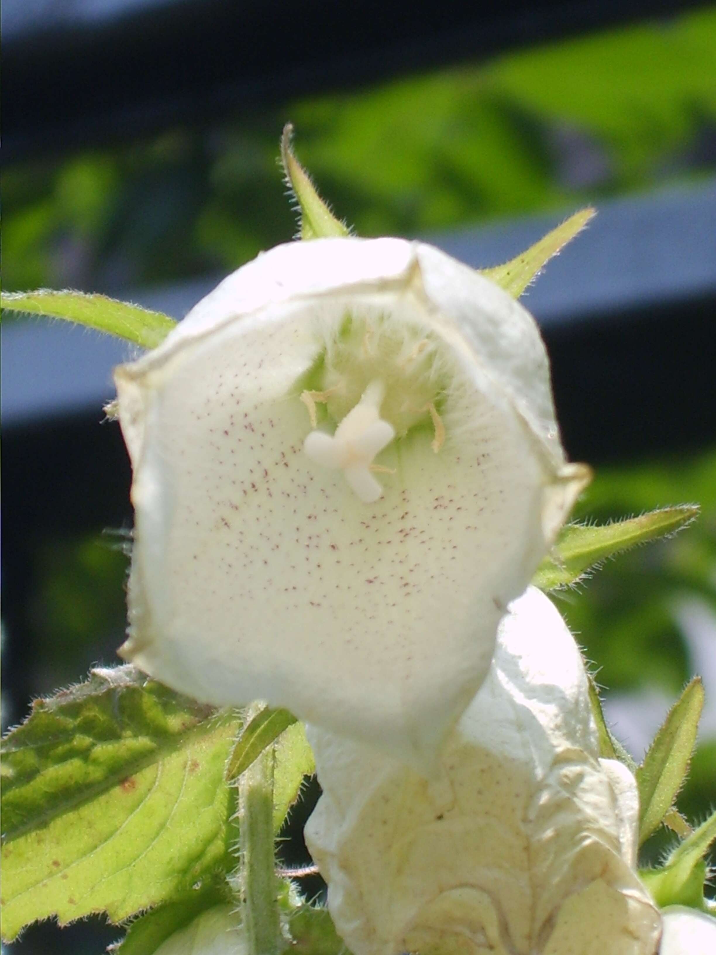 Image of Campanula punctata var. punctata