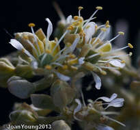 Image of Tetraena decumbens (Delile) Beier & Thulin