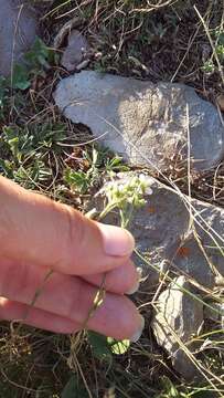 Minuartia hirsuta (M. Bieb.) Hand.-Mazz.的圖片