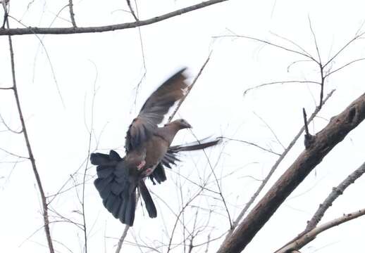 Image of Pale-capped Pigeon