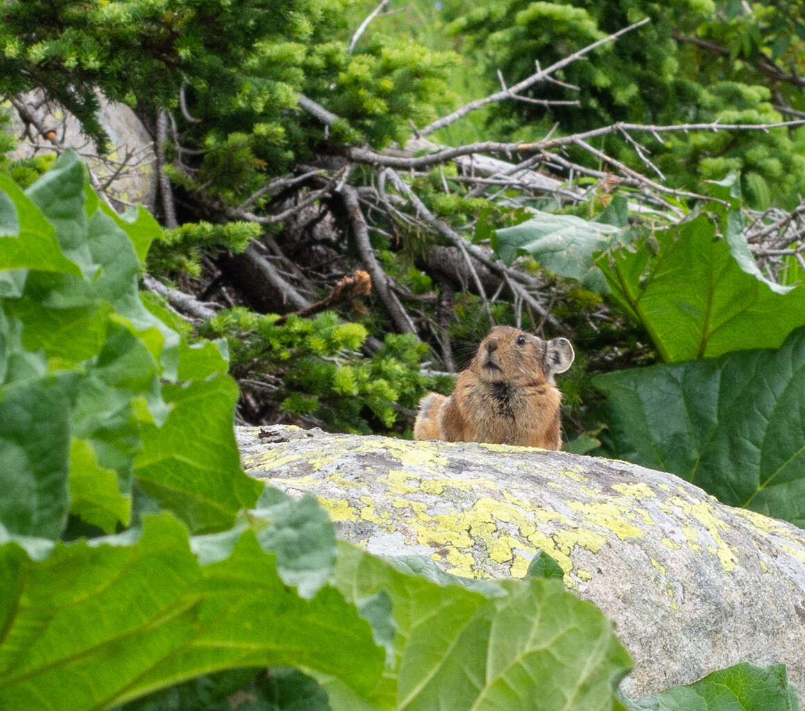 Image of Alpine Pika