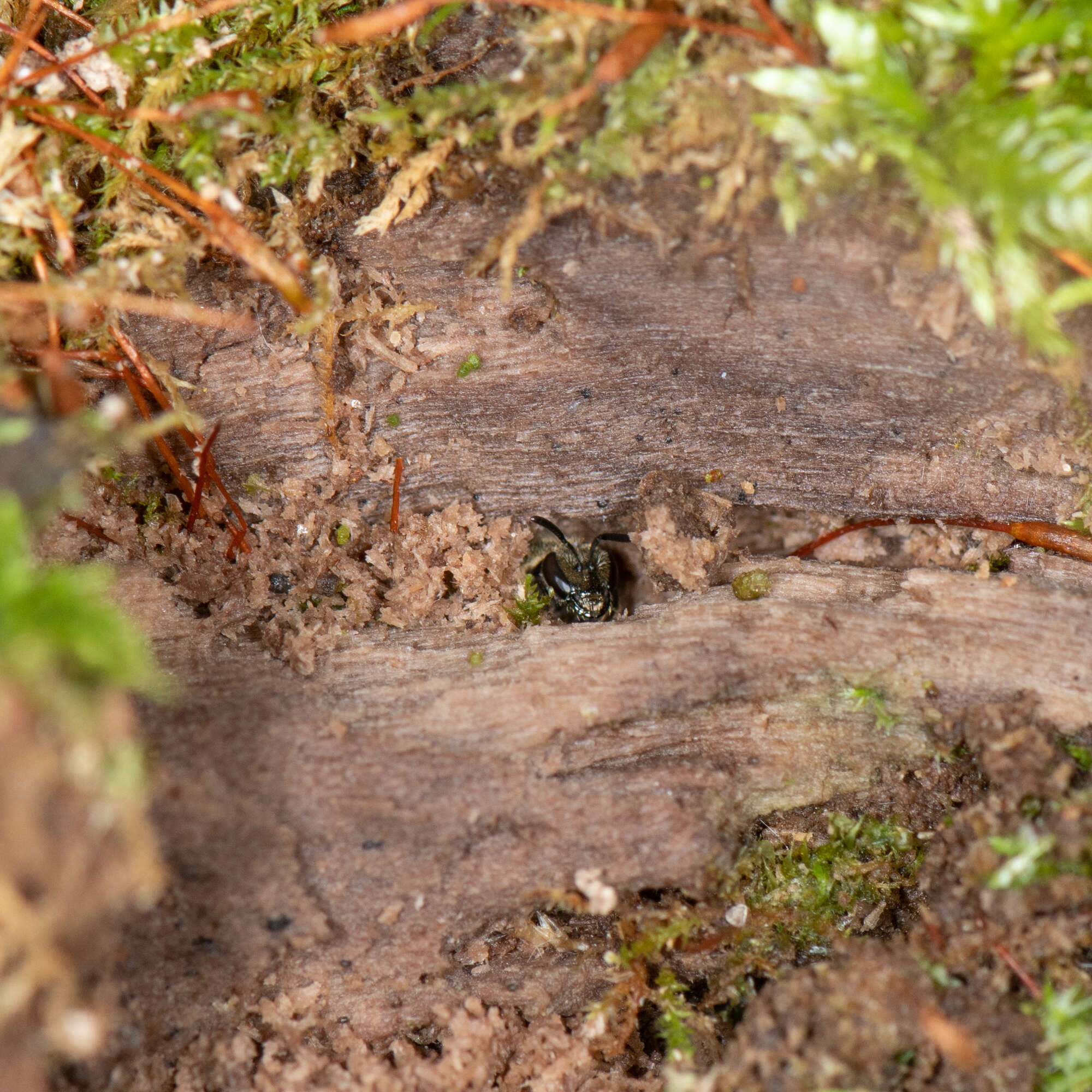 Lasioglossum subviridatum (Cockerell 1938) resmi