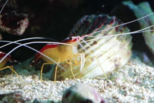 Image of Scarlet cleaner shrimp