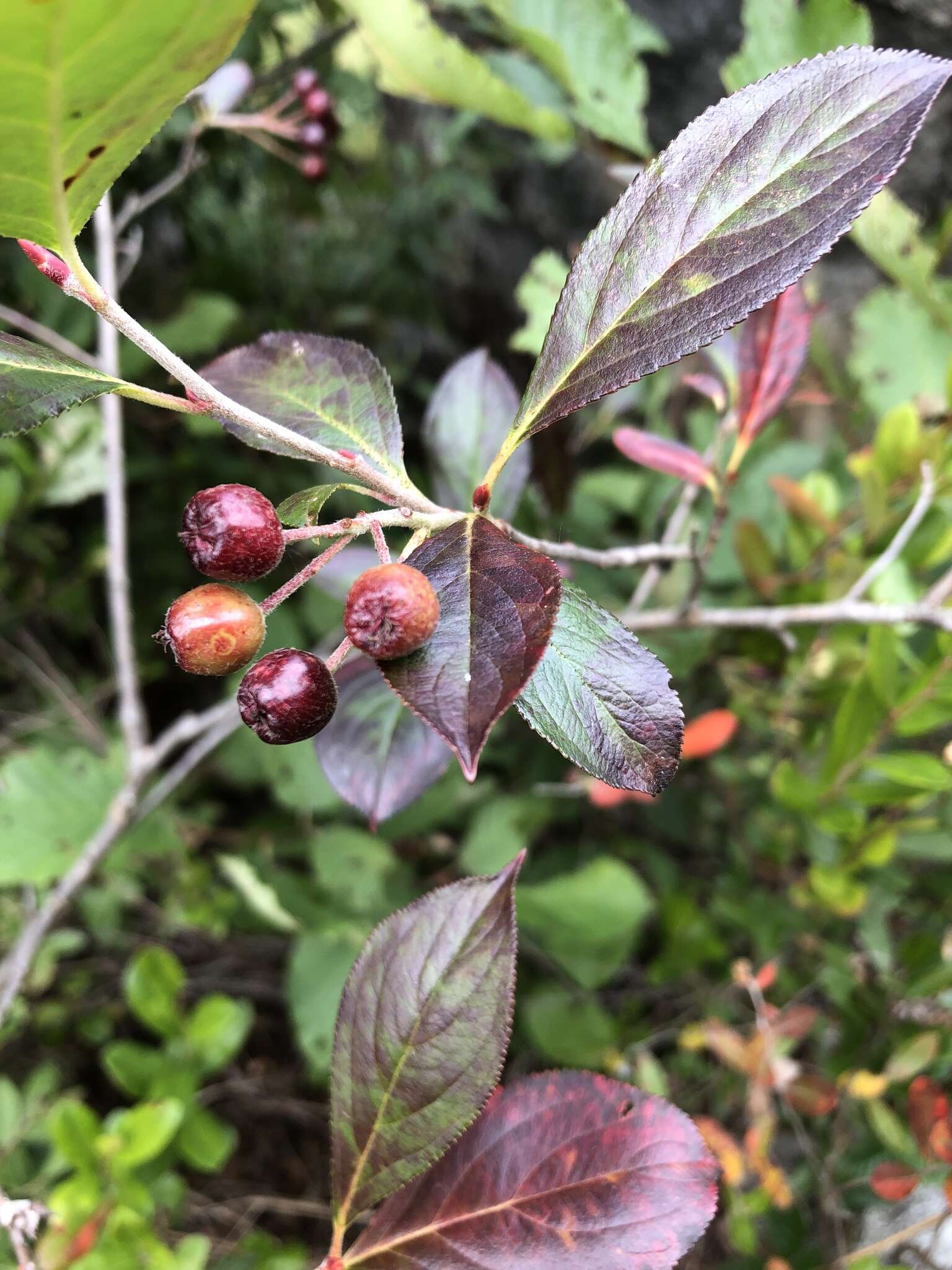 Photinia floribunda (Lindl.) K. R. Robertson & J. B. Phipps的圖片