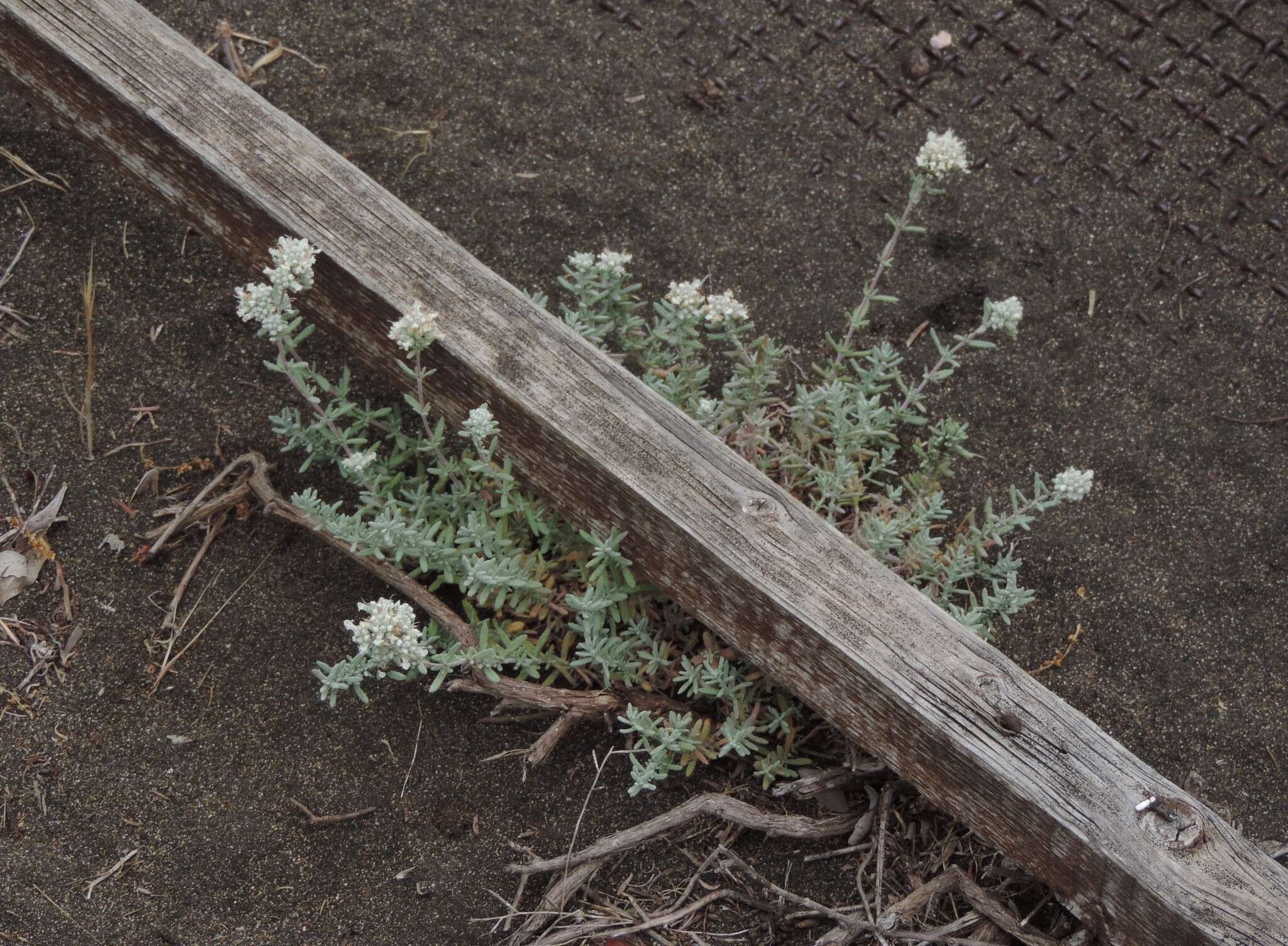 Sivun Teucrium capitatum subsp. capitatum kuva