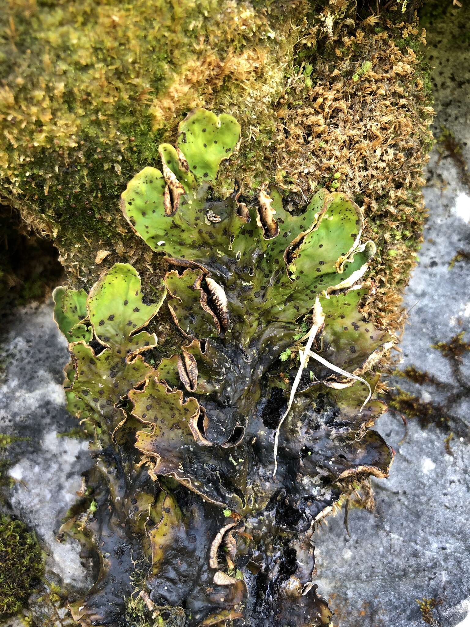 Image of felt lichen