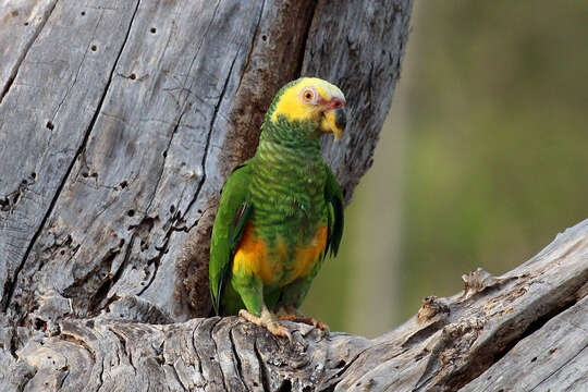 Image of Alipiopsitta Caparroz & Pacheco 2006