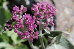 Image de Adenostyles leucophylla (Willd.) Rchb.