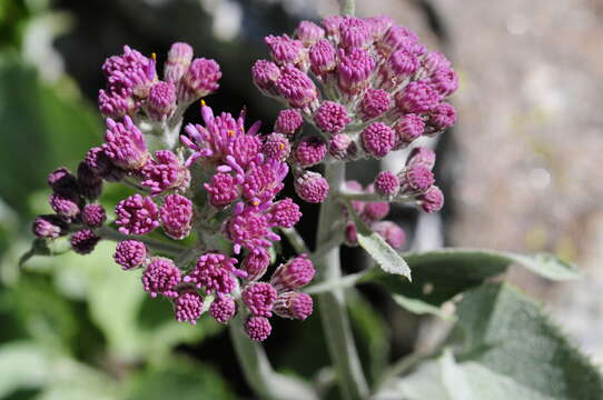 Image of Adenostyles leucophylla (Willd.) Rchb.