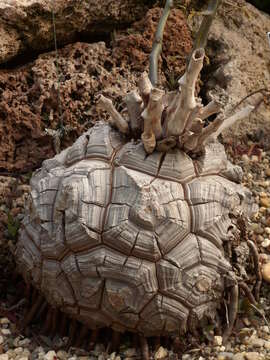 Image of hottentot-bread