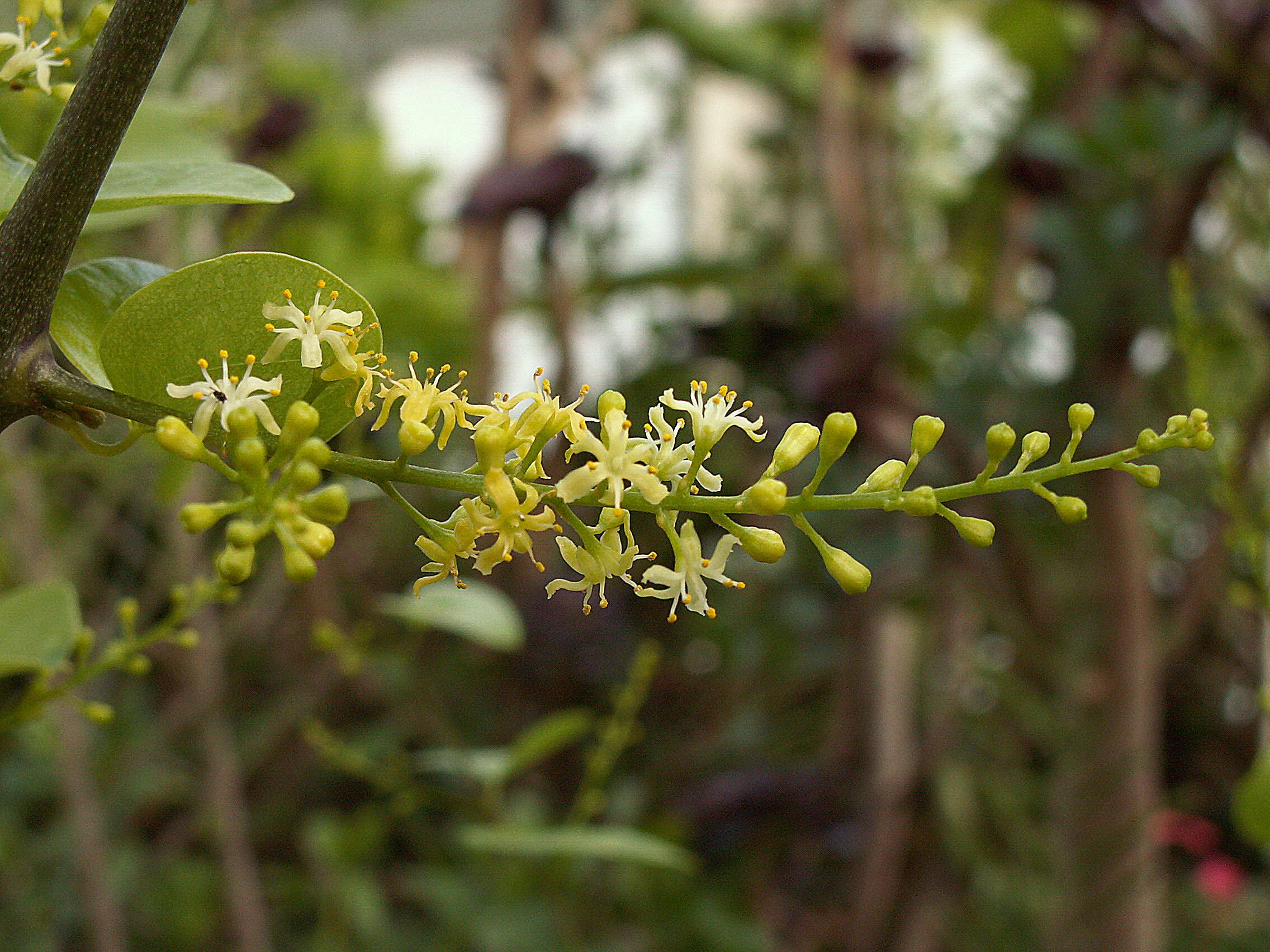 Слика од Dioscorea elephantipes (L'Hér.) Engl.