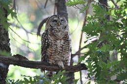 Image of Mexican Spotted Owl