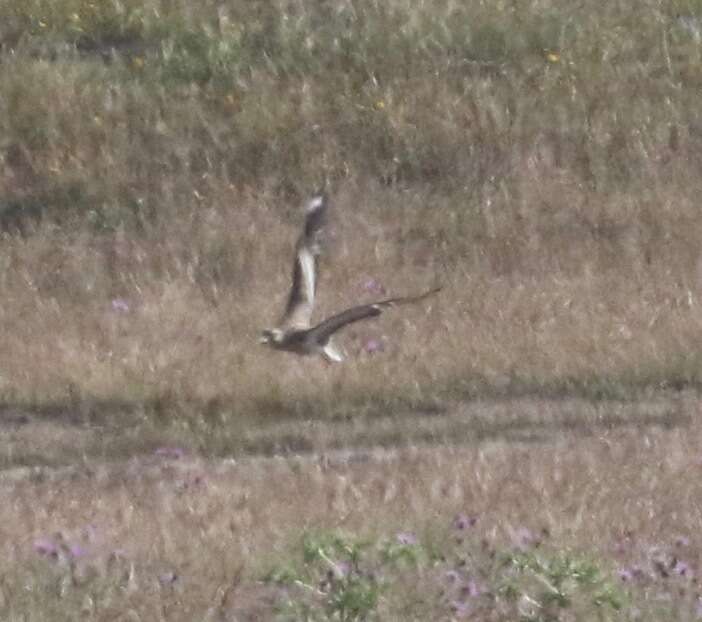 Image of Eurasian Stone-curlew