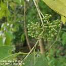 Image de Ilex cymosa Bl.