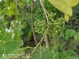 Image of Ilex cymosa Bl.