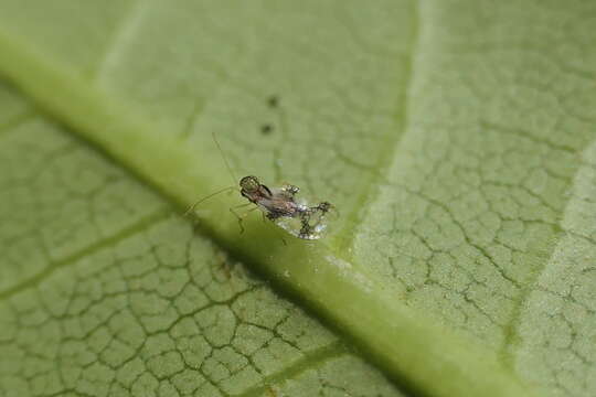 Image of azalea lace bug