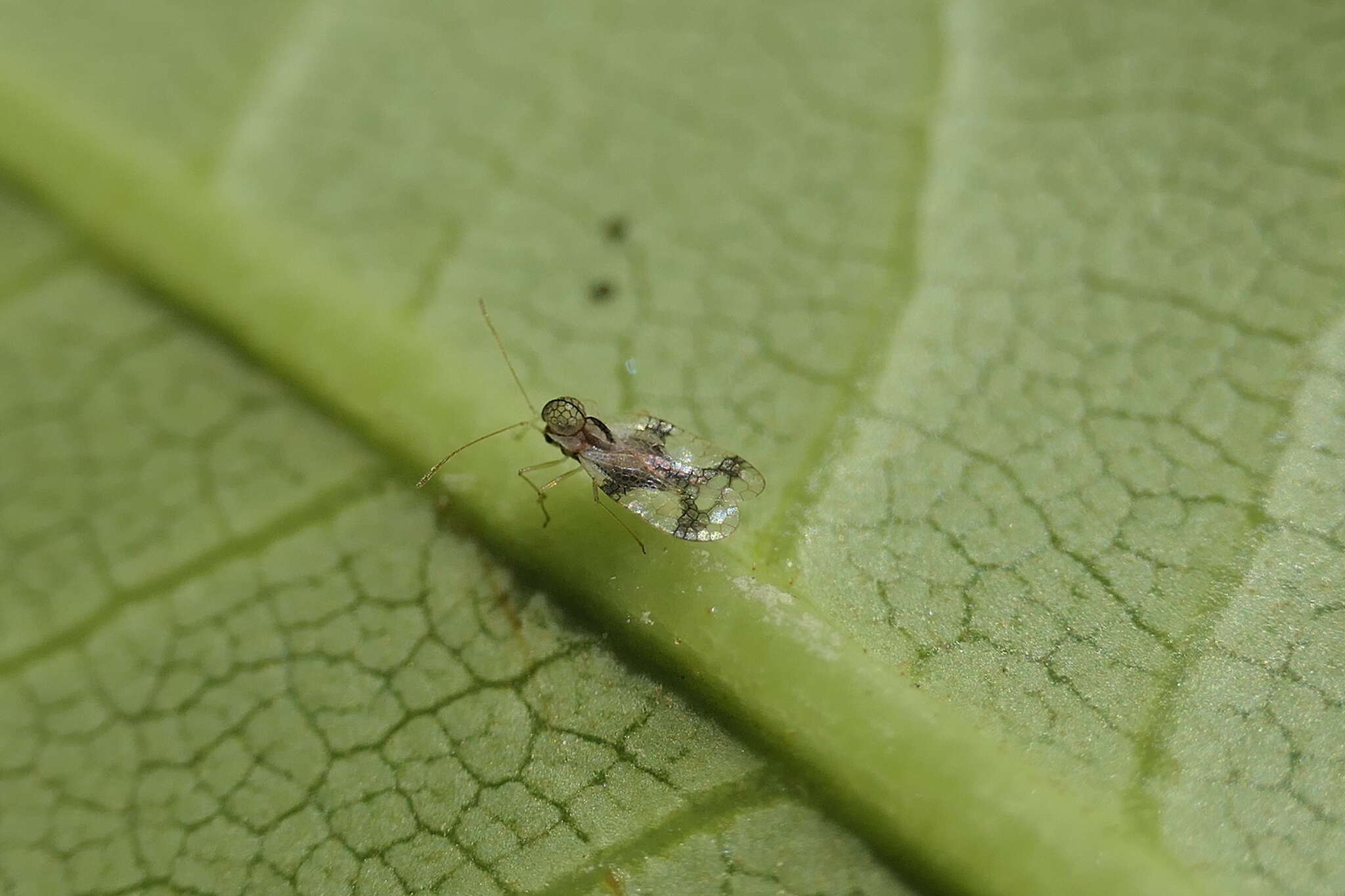 Plancia ëd Stephanitis (Stephanitis) pyrioides (Scott 1874)