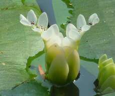 Image of Cape pondweed