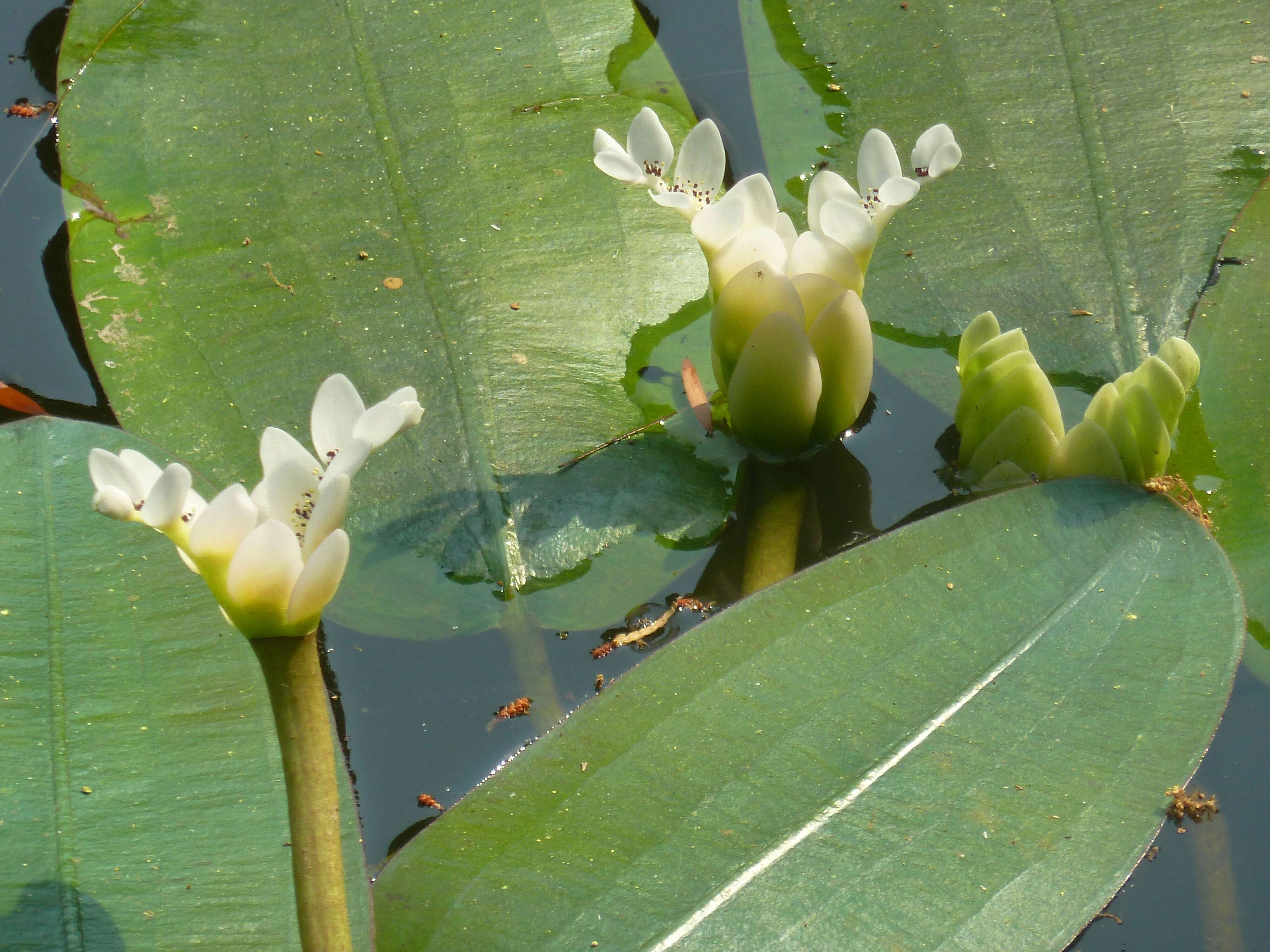 Image of Cape pondweed