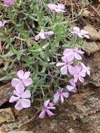 Image of alyssumleaf phlox