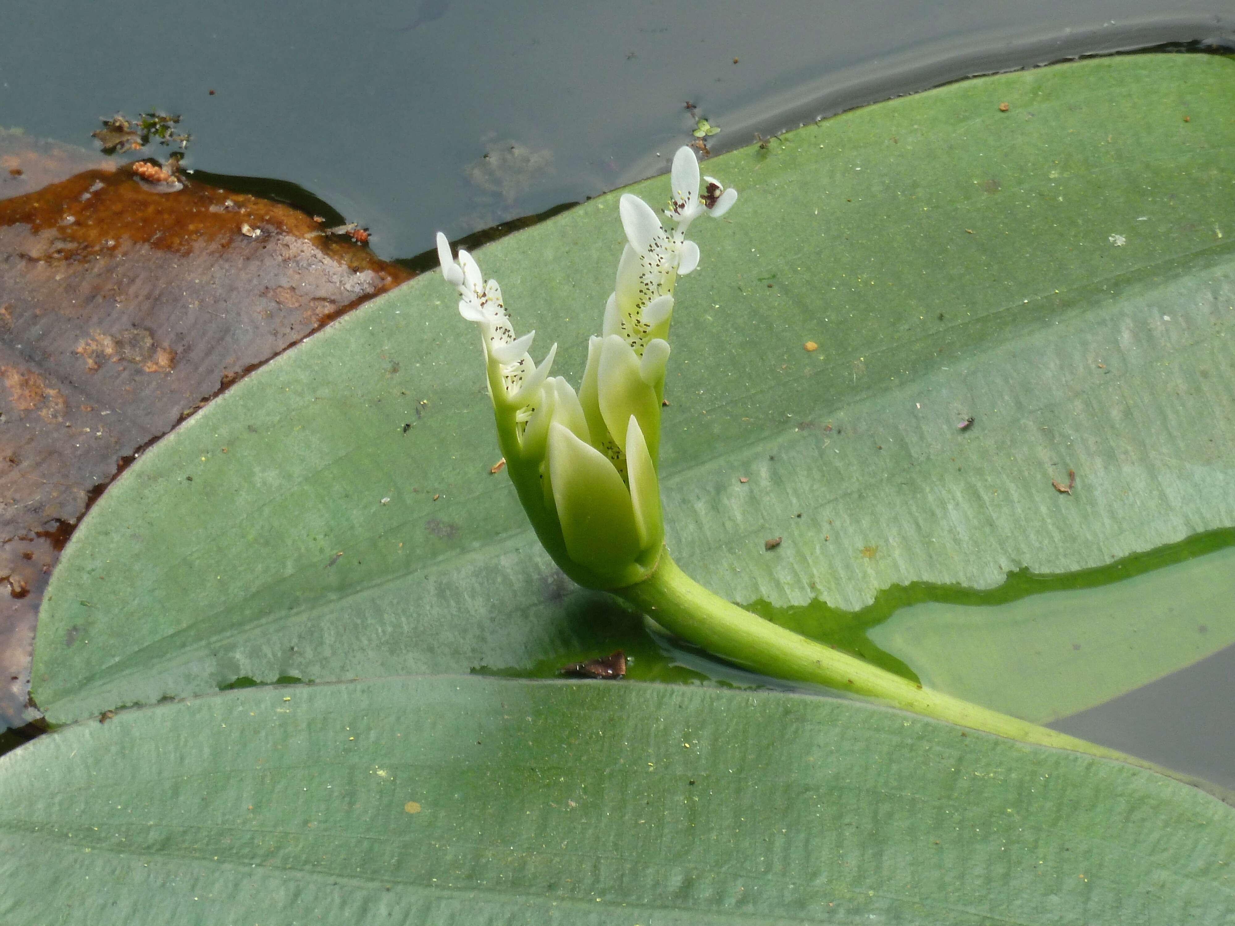 Image of Cape pondweed