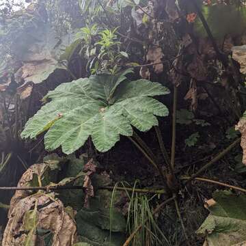 Image of giant rhubarb