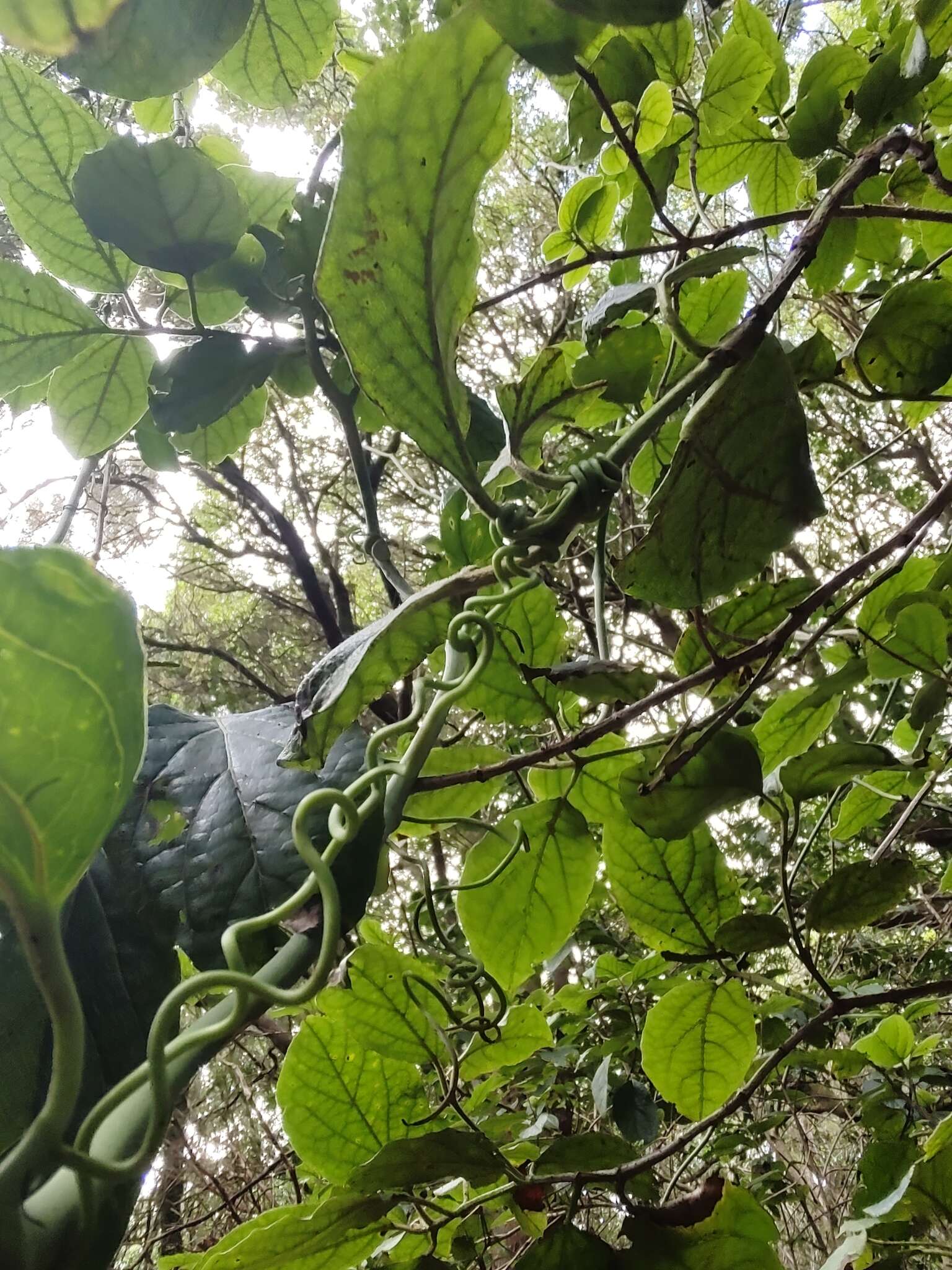 Image de Smilax canariensis Willd.