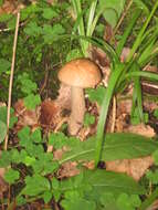 Image of Leccinum scabrum (Bull.) Gray 1821