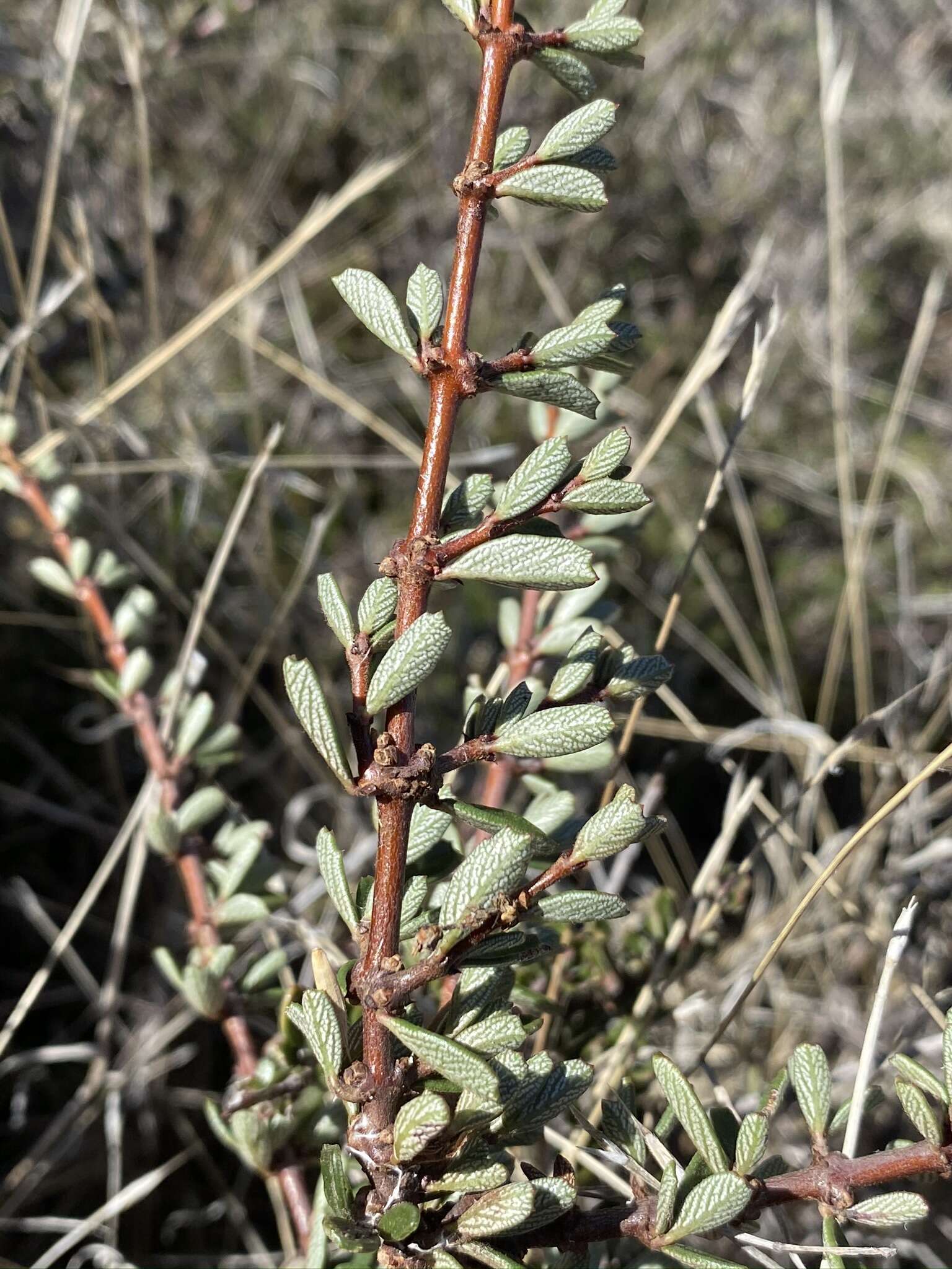 Image of Pine Hill buckbrush