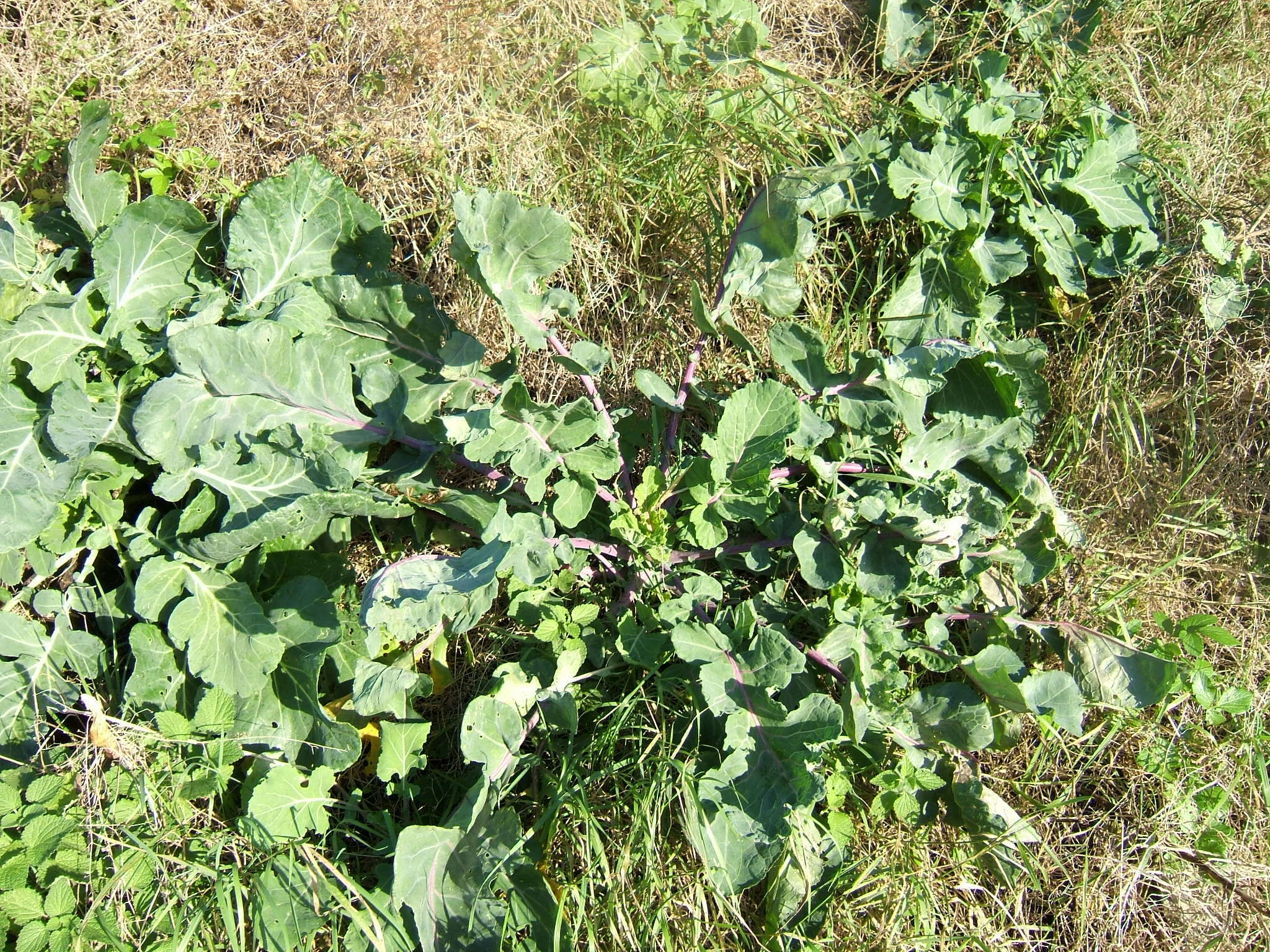 Image of white cabbage