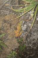 Image of Sedum calcicola Robinson & Greenm.