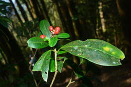Image of Skimmia japonica subsp. distinctevenulosa (Hayata) T. C. Ho