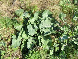 Image of white cabbage