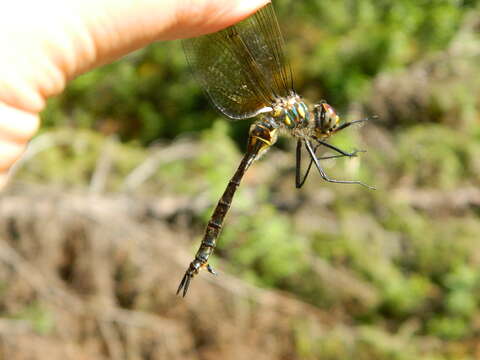 Image of Ocellated Emerald