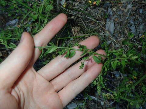 Image of Gonocarpus teucrioides DC.