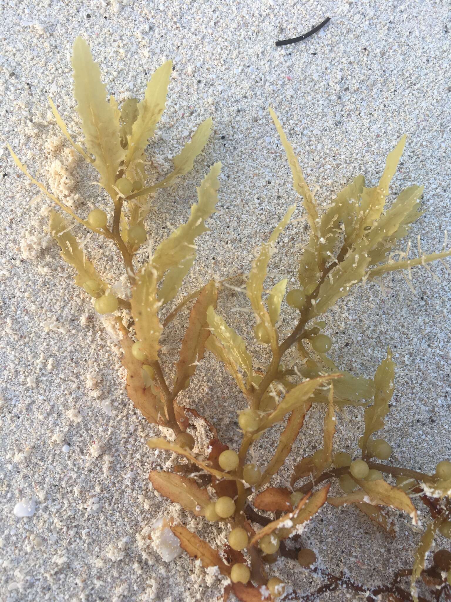 Слика од Sargassum natans