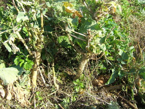 Image of white cabbage