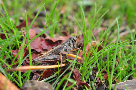 Слика од Melanoplus sanguinipes (Fabricius 1798)